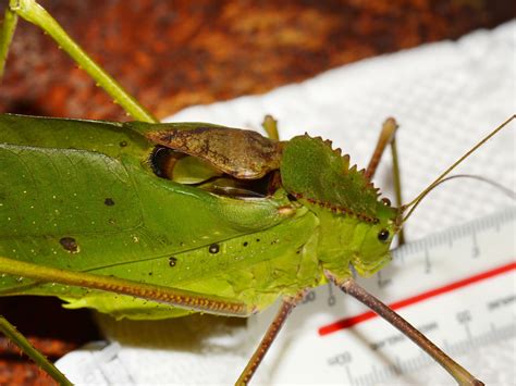 giant malaysian katydid|Giant Katydid l Breathtaking Variety